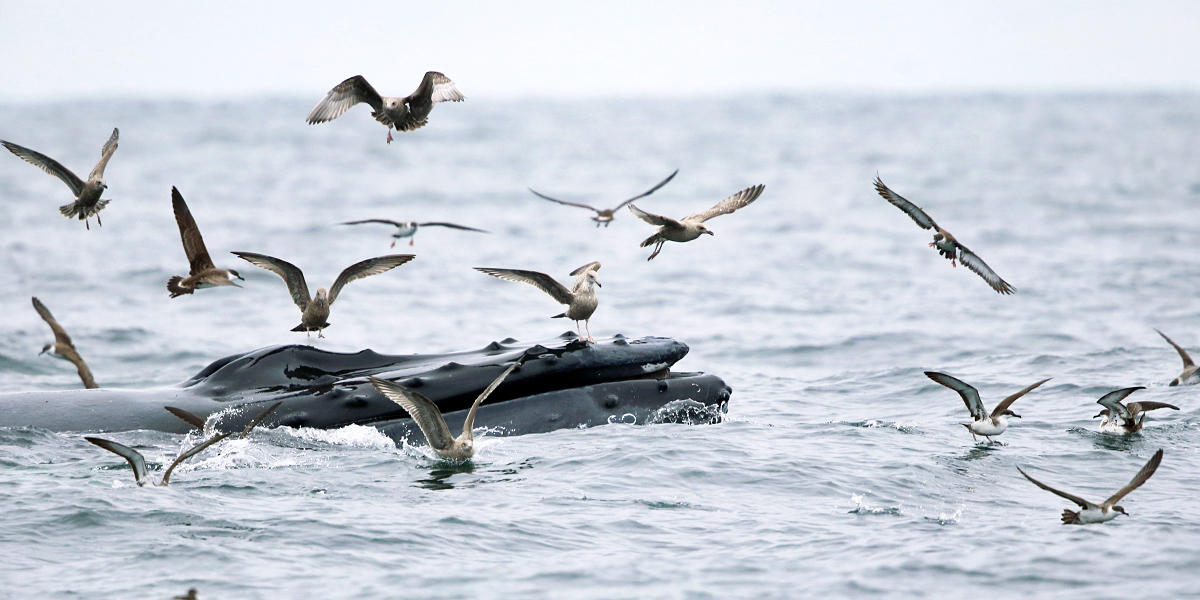 Humpback Whale - Megaptera novaeangliae