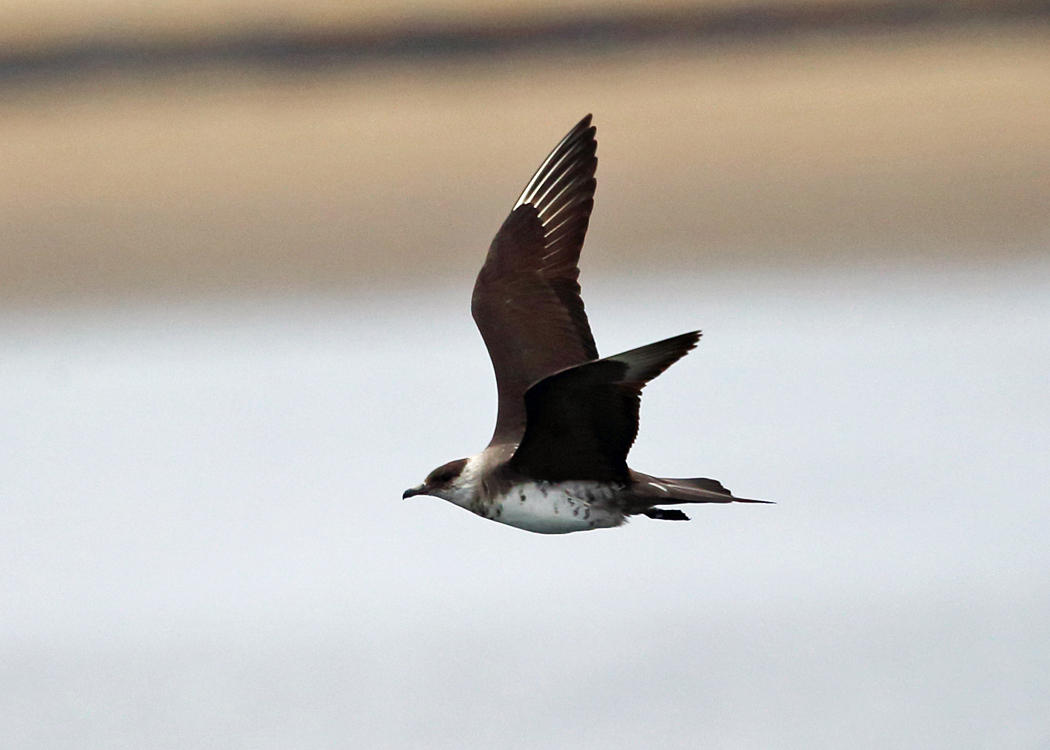 Parasitic Jaeger - Stercorarius parasiticus