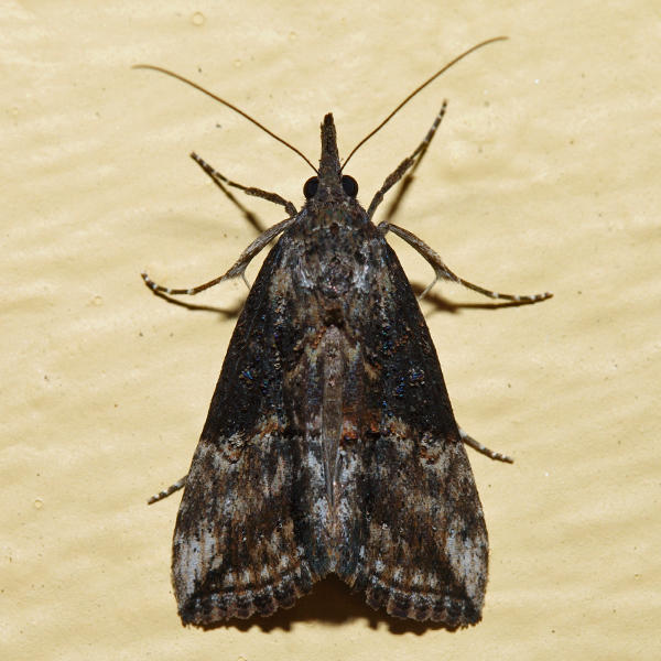 8465 - Green Cloverworm Moth - Hypena scabra