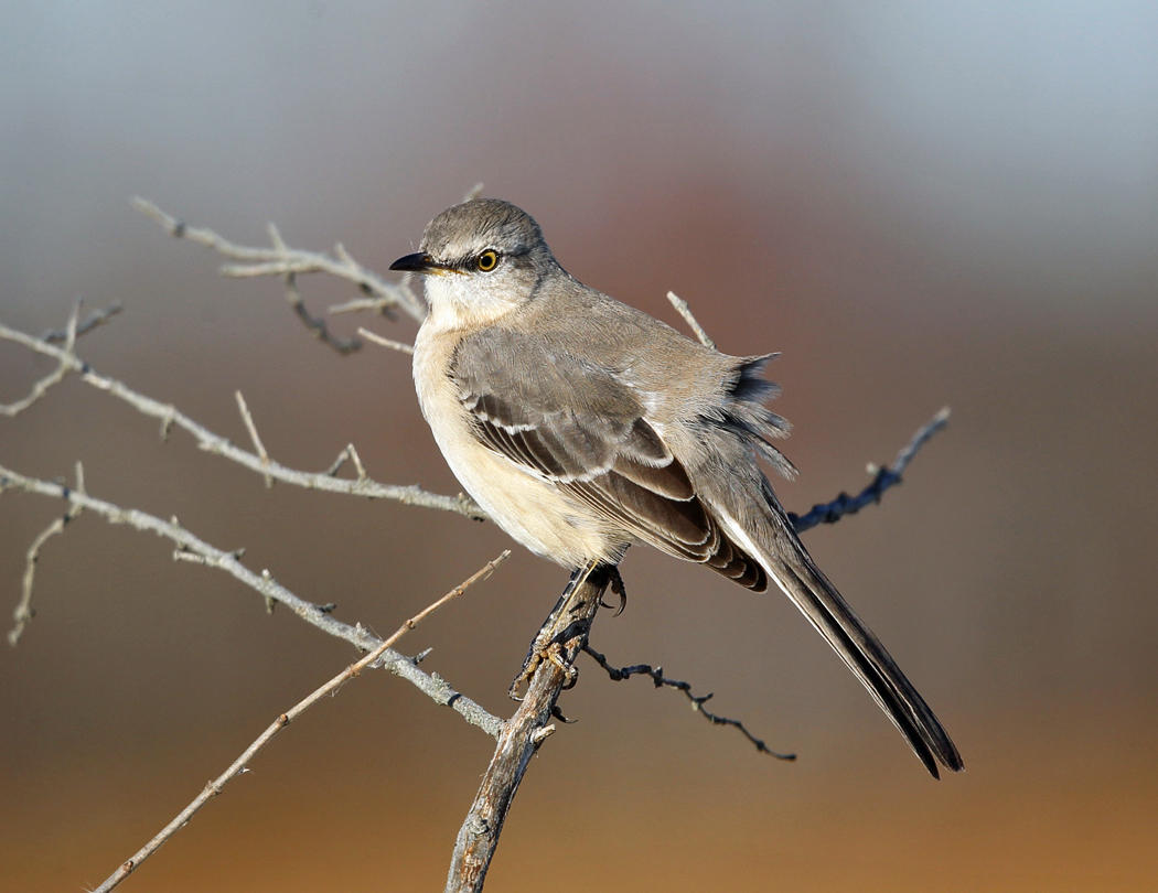 Northern Mockingbird - Mimus polyglottos