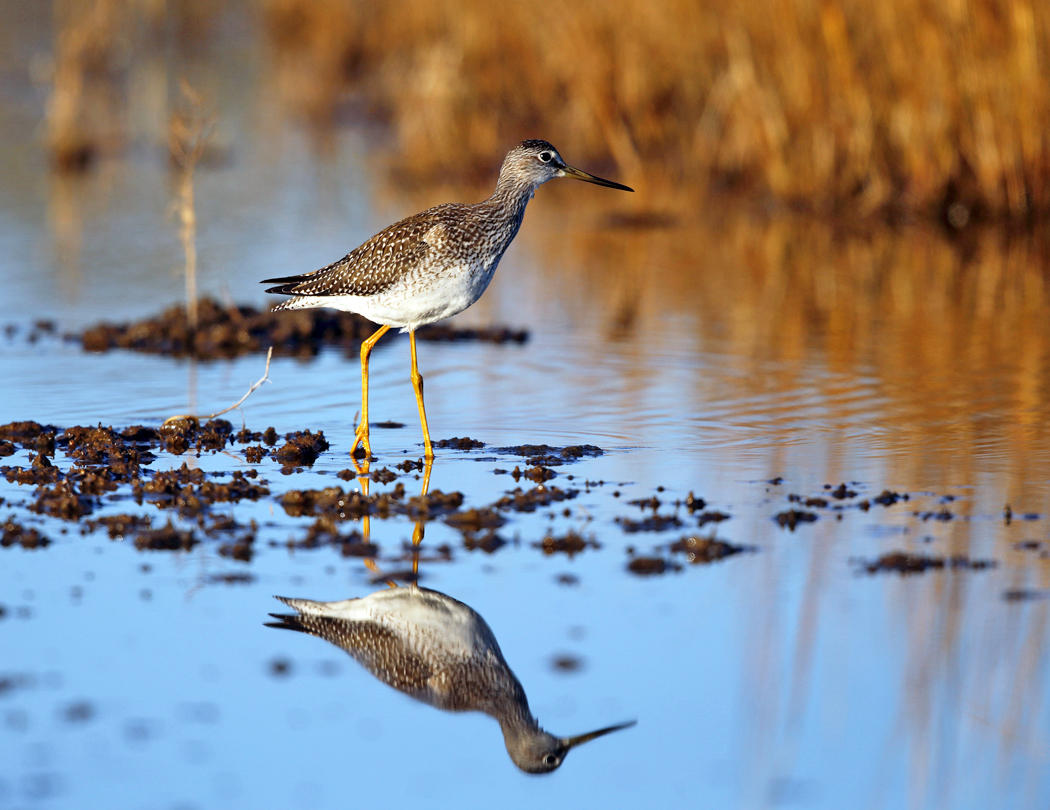 Greater Yellowlegs - Tringa melanoleuca