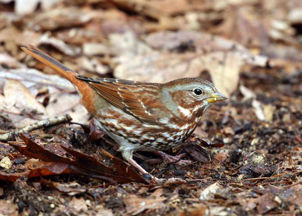 Fox Sparrow - Passerella iliaca