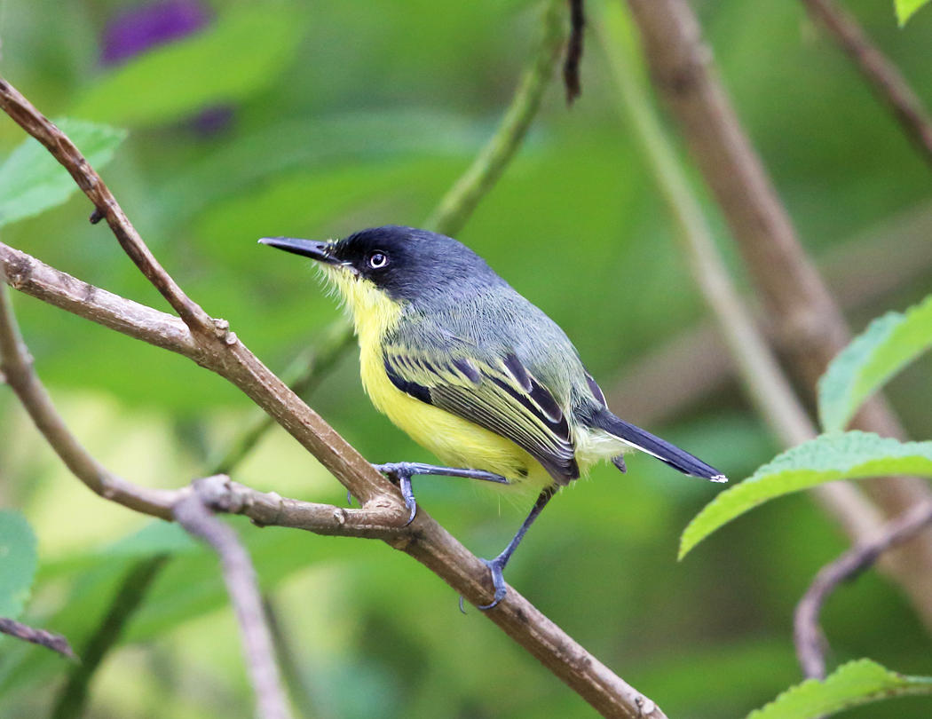 Common Tody-Flycatcher - Todirostrum cinereum