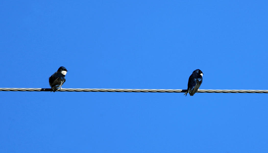 Blue and White Swallows - Pygochelidon cyanoleuca