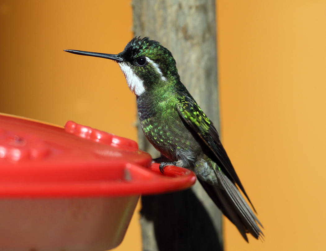 White-throated Mountain-gem - Lampornis castaneoventris