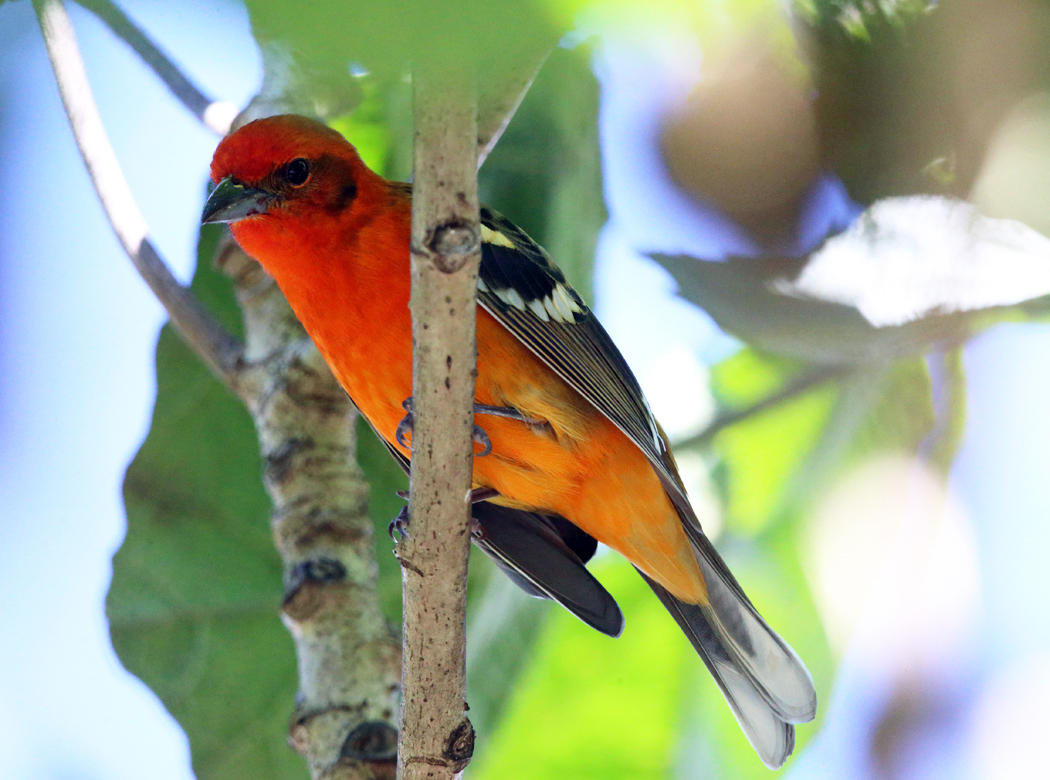 Flame-colored Tanager - Piranga bidentata