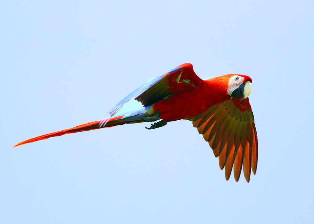 Scarlet Macaw - Ara macao