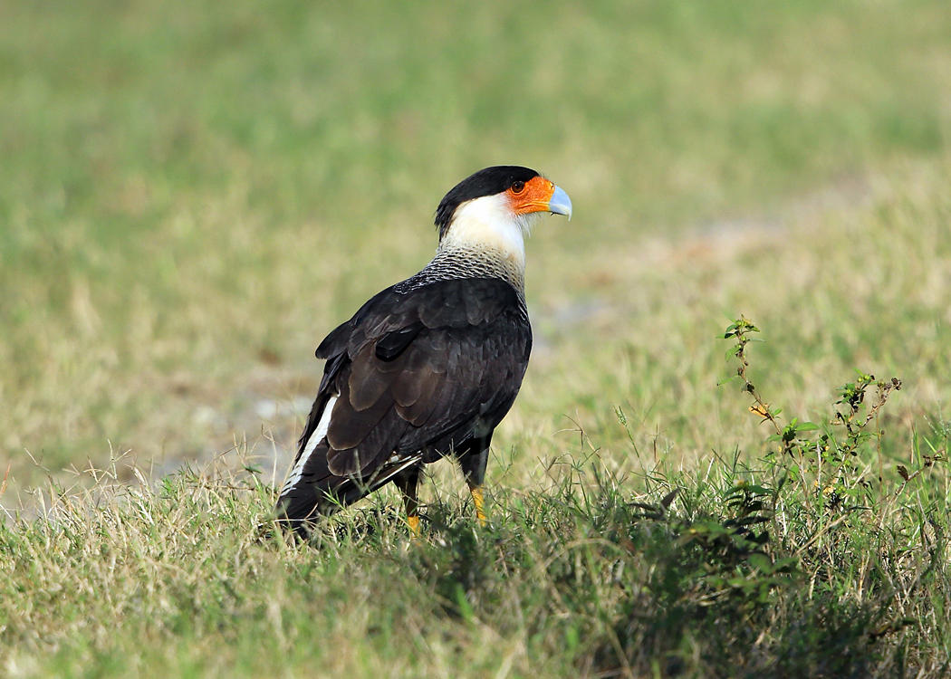 Crested Caracara - Caracara cheriway