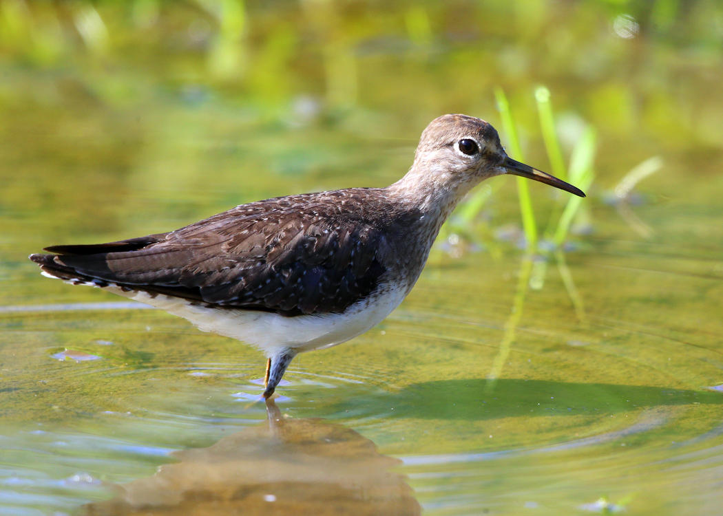 Solitary Sandpiper - Tringa solitaria