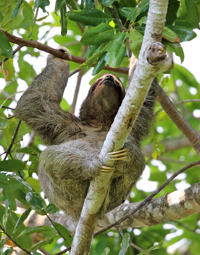 Three-Toed Sloth - Bradypus variegatus