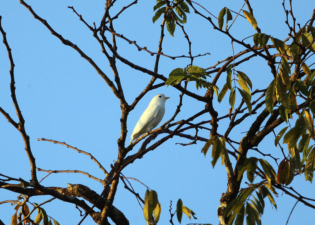 Yellow-billed Cotinga - Carpodectes antoniae