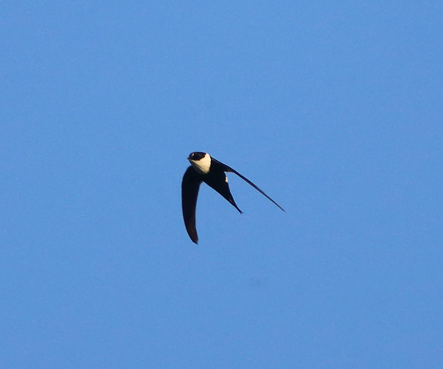 Lesser Swallow-tailed Swift - Panyptila cayennensis