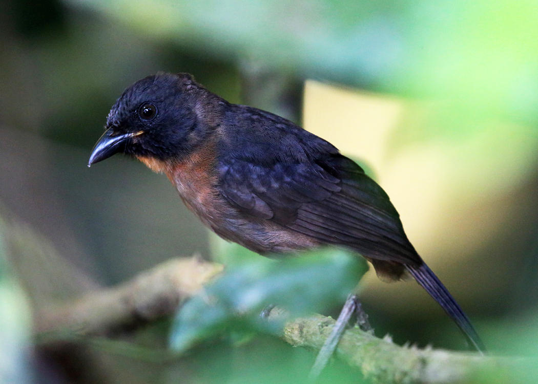 Black-cheeked Ant-Tanager - Habia atrimaxillaris