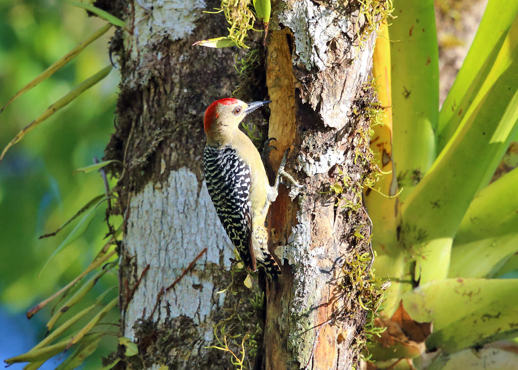 Red-crowned Woodpecker - Melanerpes rubricapillus