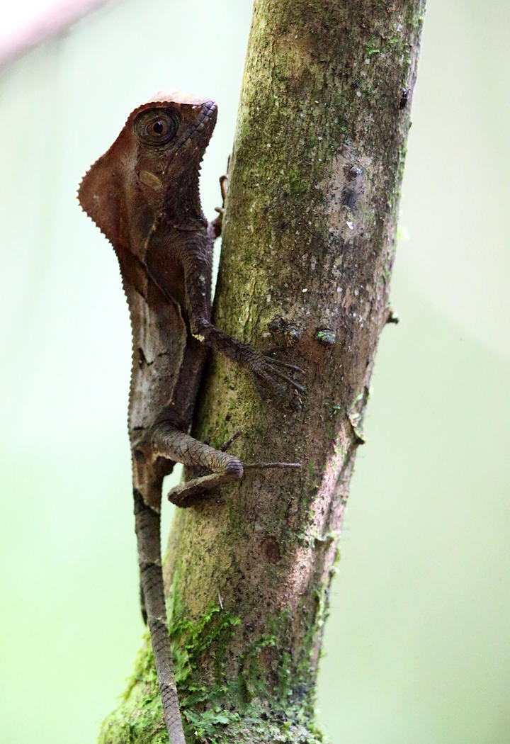 Helmeted Iguana - Corytophanes cristatus