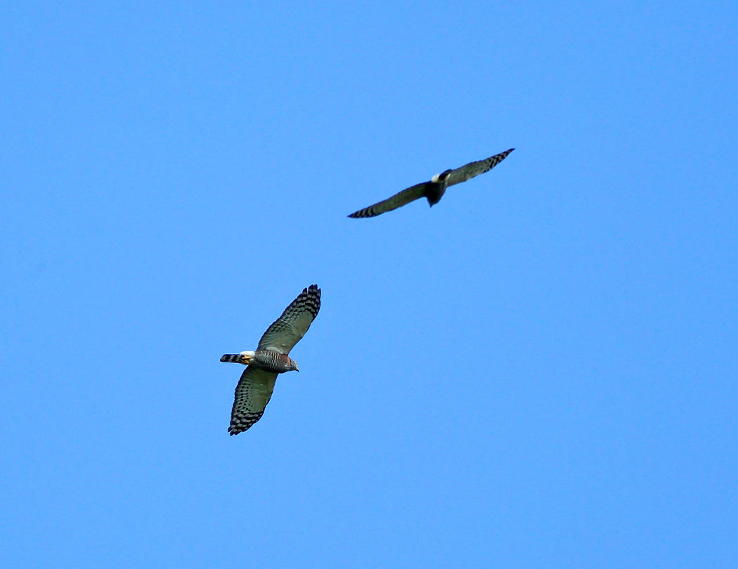 Double-toothed Kite - Harpagus bidentatus