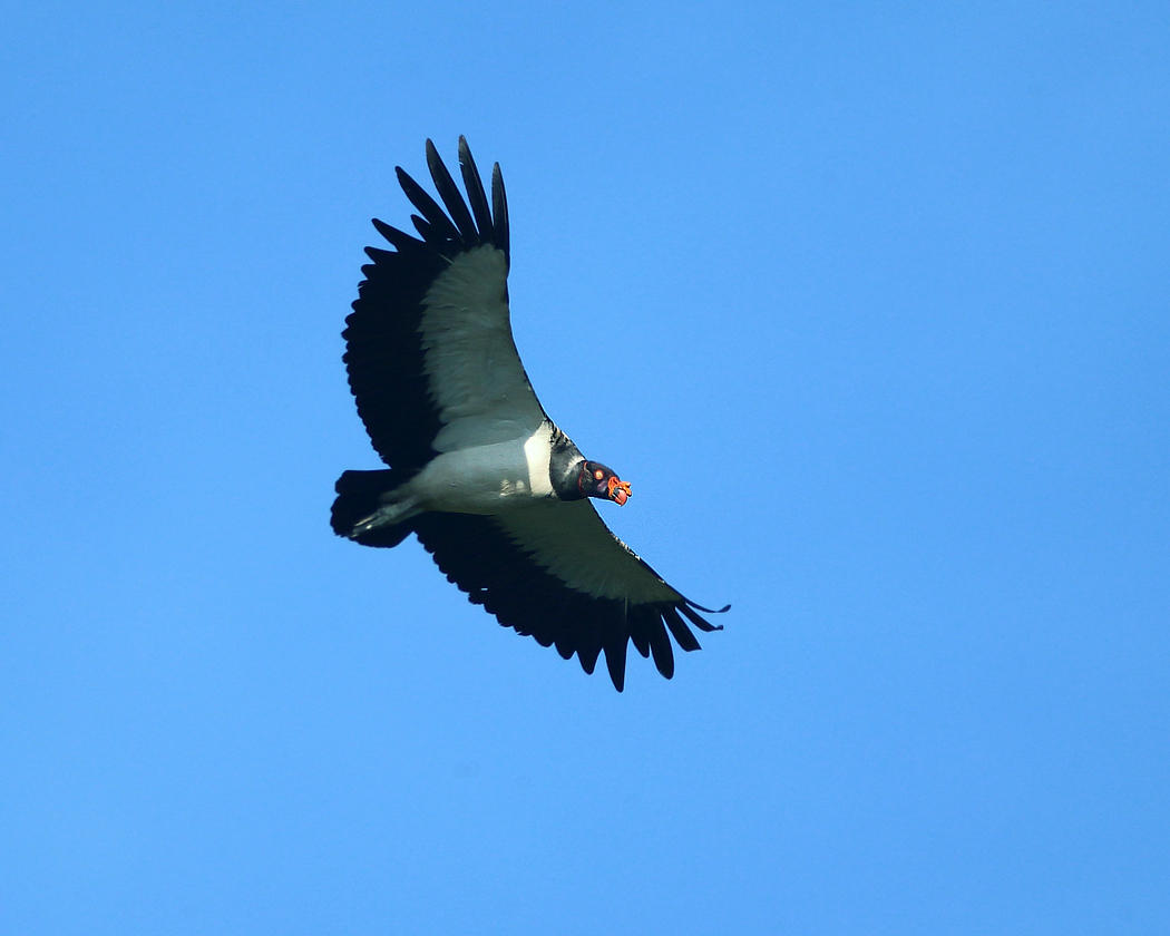 King Vulture - Sarcoramphus papa