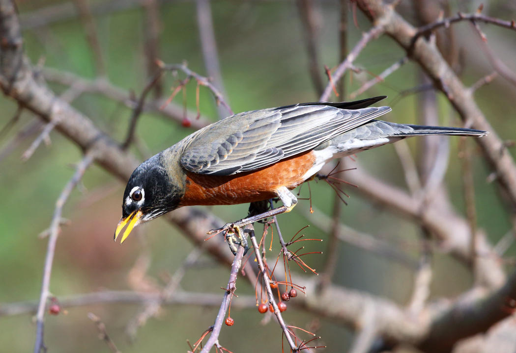American Robin - Turdus migratorius