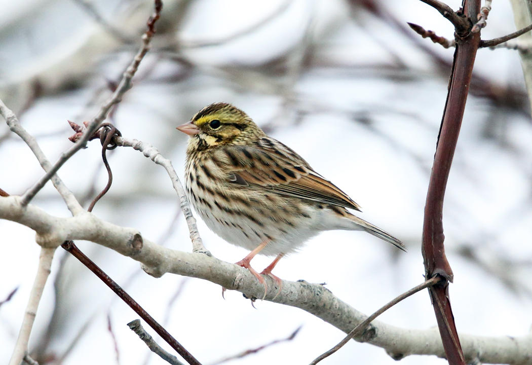 Savannah Sparrow - Passerculus sandwichensis