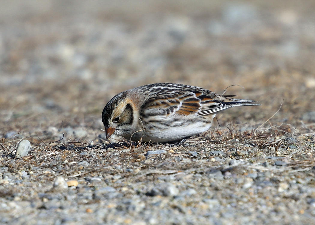 Lapland Longspur - Calcarius lapponicus