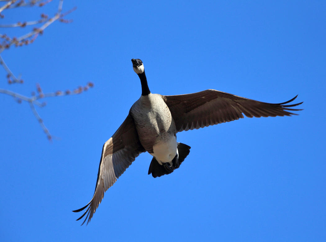 Canada Goose - Branta canadensis