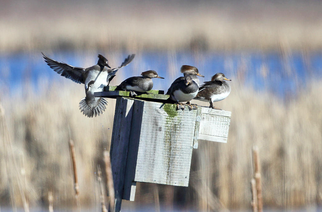 Hooded Mergansers - Lophodytes cucullatus