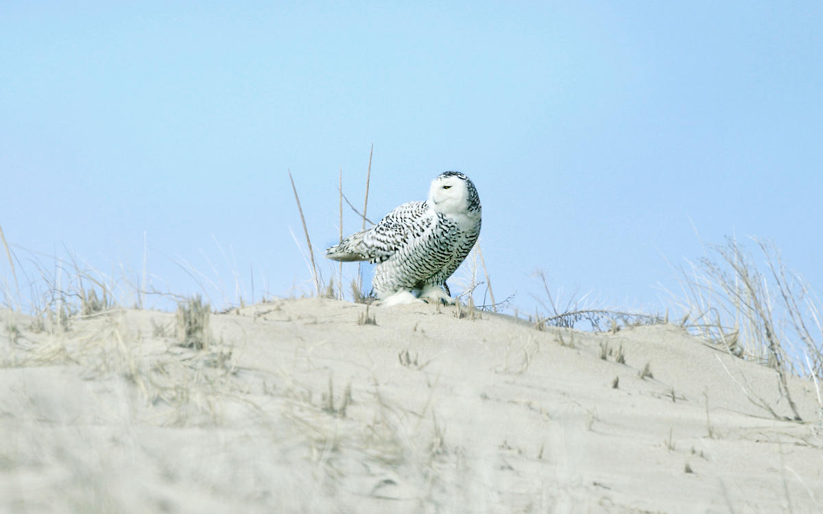 Snowy Owl - Bubo scandiacus