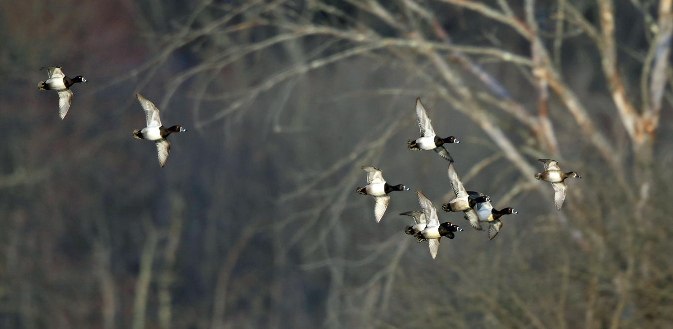 Ring-necked Ducks - Aythya collaris