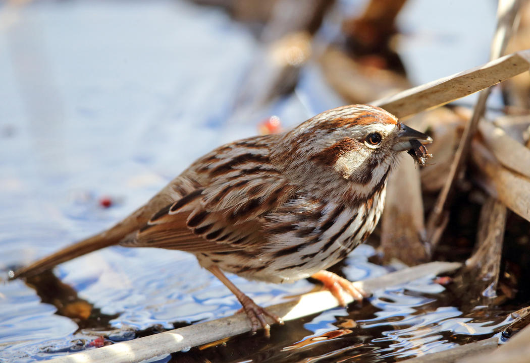 Song Sparrow - Melospiza melodia