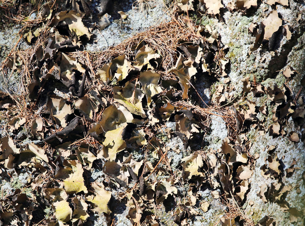 Umbilicaria mammulata (Smooth Rock Tripe)