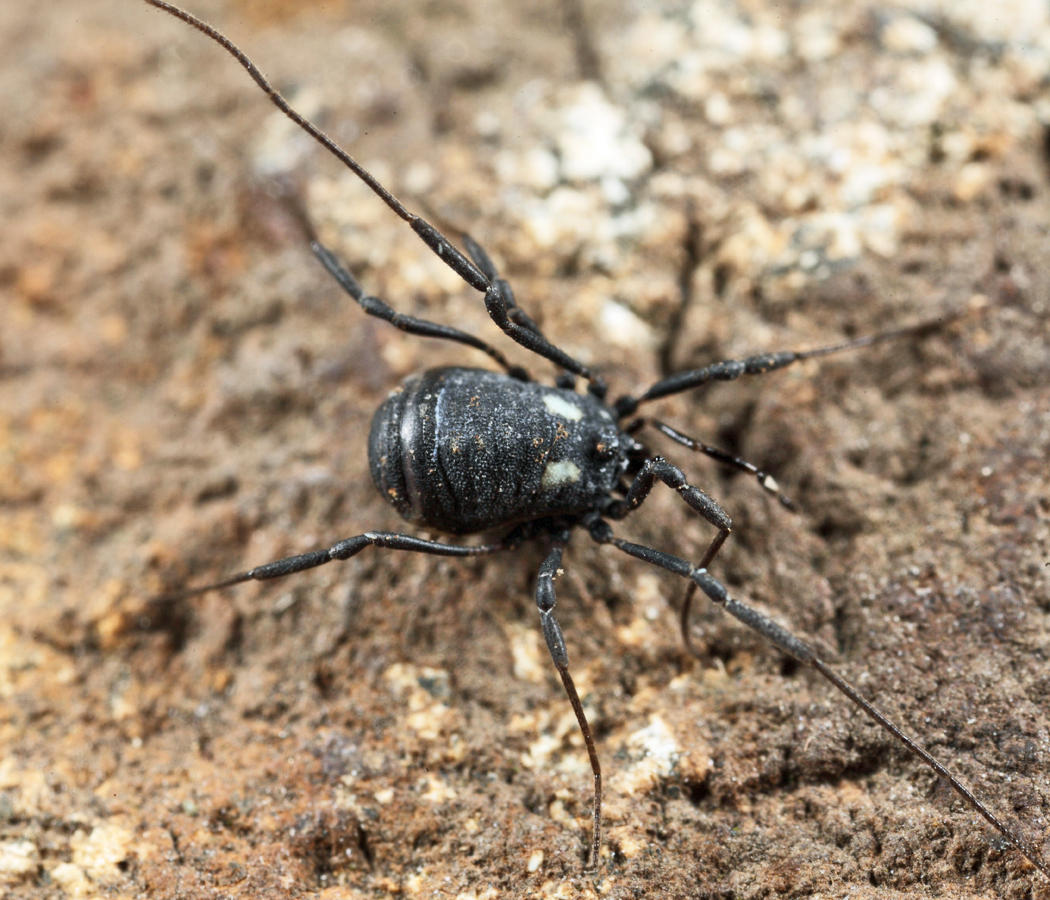 Nemastoma bimaculatum