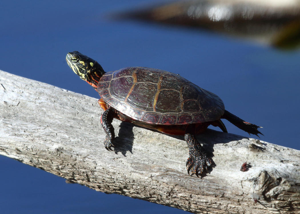 Painted Turtle - Chrysemys picta