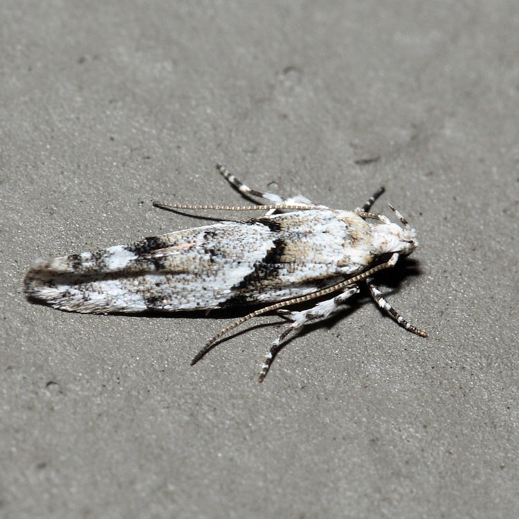 1851 - Stripe-backed Moth - Arogalea cristifasciella *