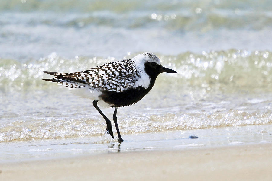 Black-bellied Plover - Pluvialis squatarola