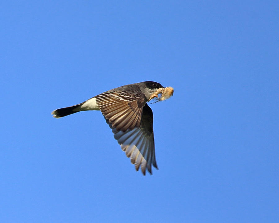 Eastern Kingbird - Tyrannus tyrannus (carrying nest material)