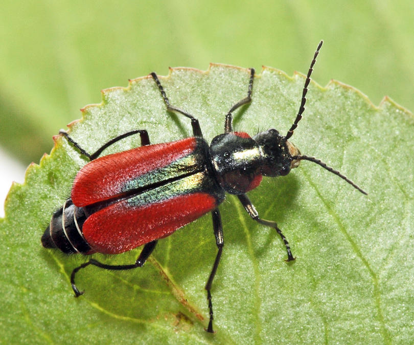 Scarlet Malachite Beetle - Malachius aeneus