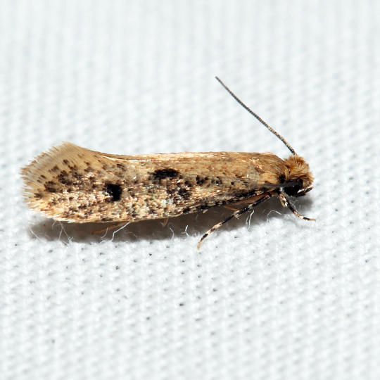0412 - Niditinea orleansella 