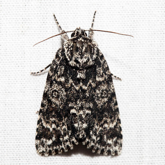9259 - Night-Wandering Dagger Moth - Acronicta noctivaga