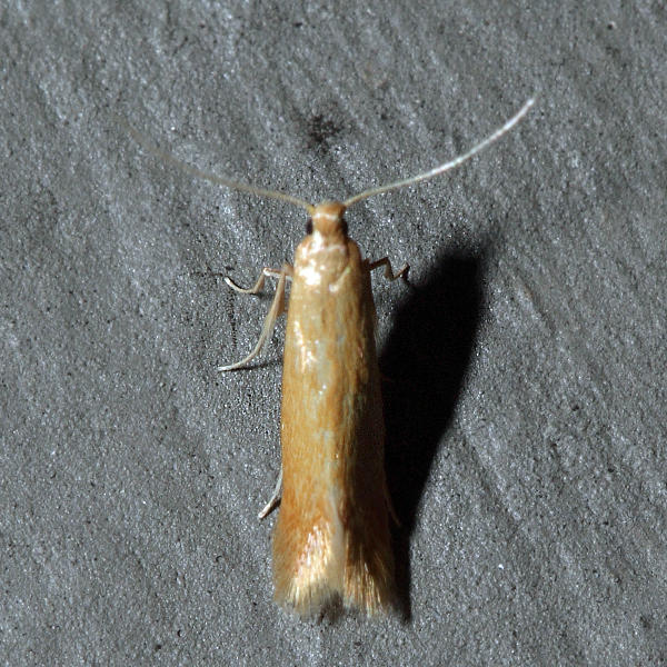 0143 - Coptotriche zelleriella *