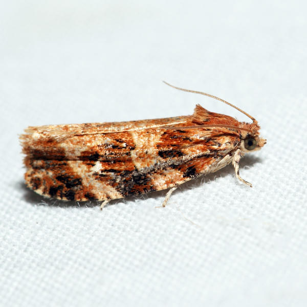 2771 - Macram Moth - Phaecasiophora confixana *