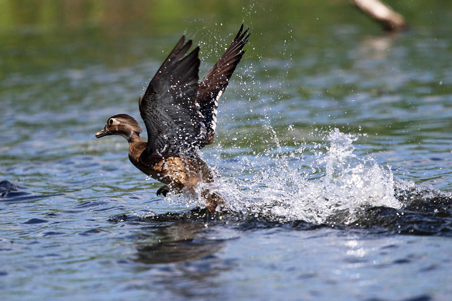 Wood Duck - Aix sponsa