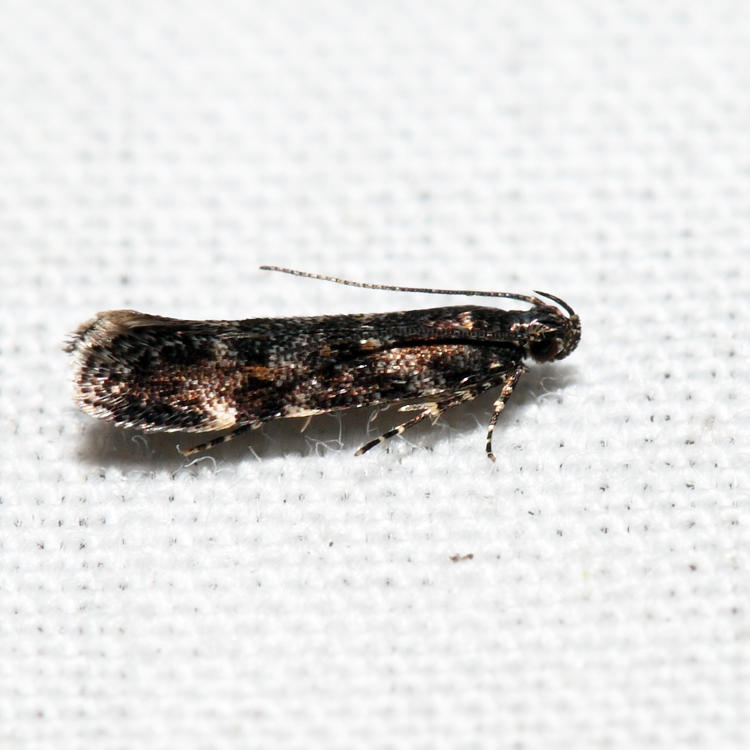 1766 - Glauce pectenalaeella*
