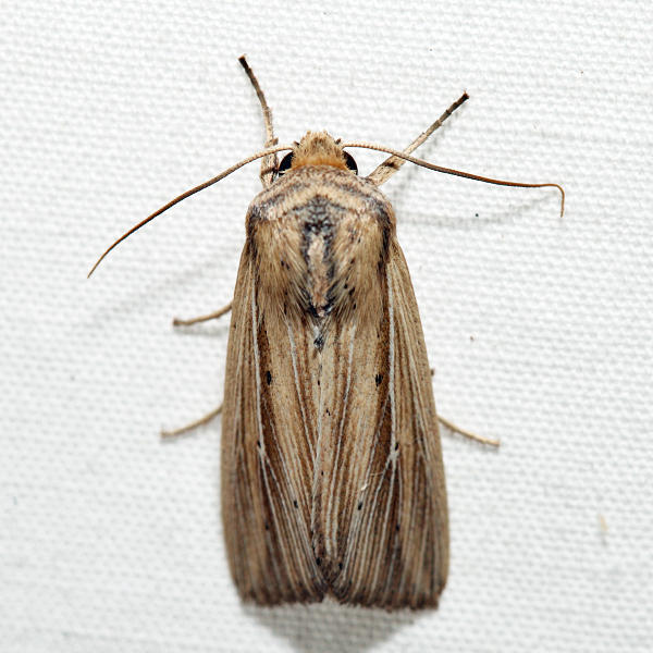 10456 - Adjutant Wainscot - Leucania adjuta