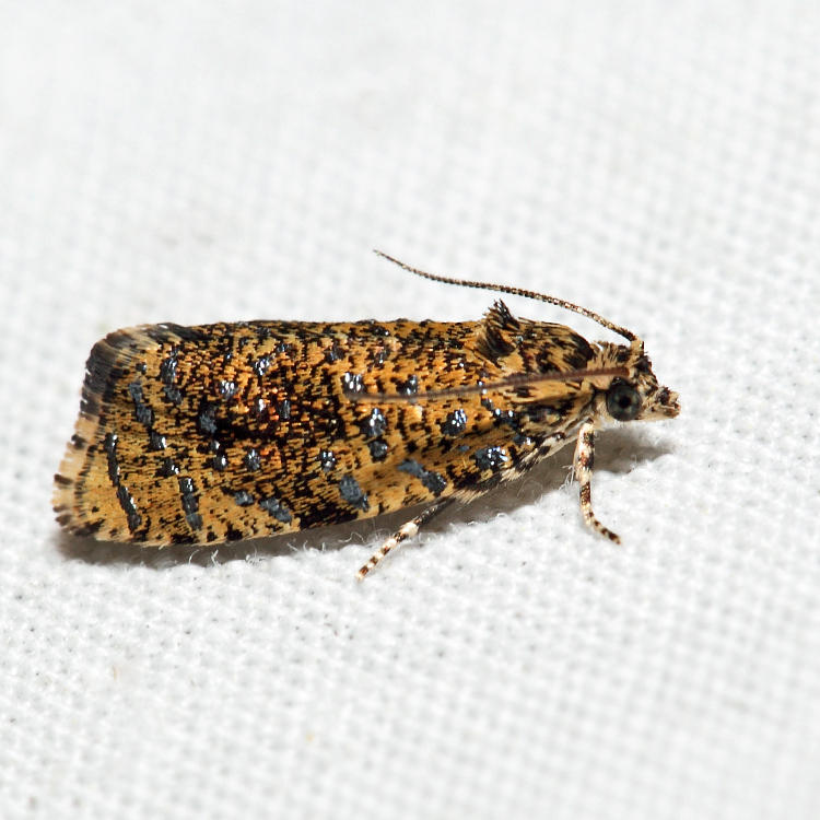 2837 - The Astronomer Moth - Olethreutes astrologana*