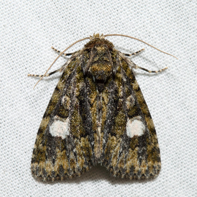 9619 - Spotted Phosphila - Phosphila miselioides