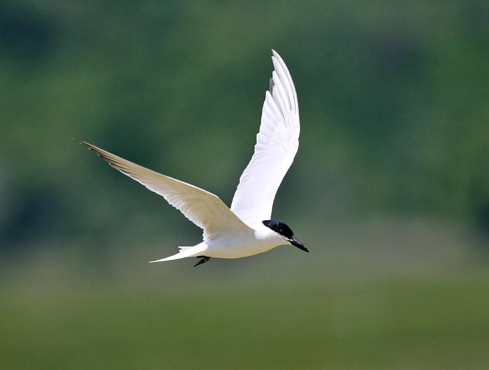 Gull-billed Tern - Gelochelidon nilotica