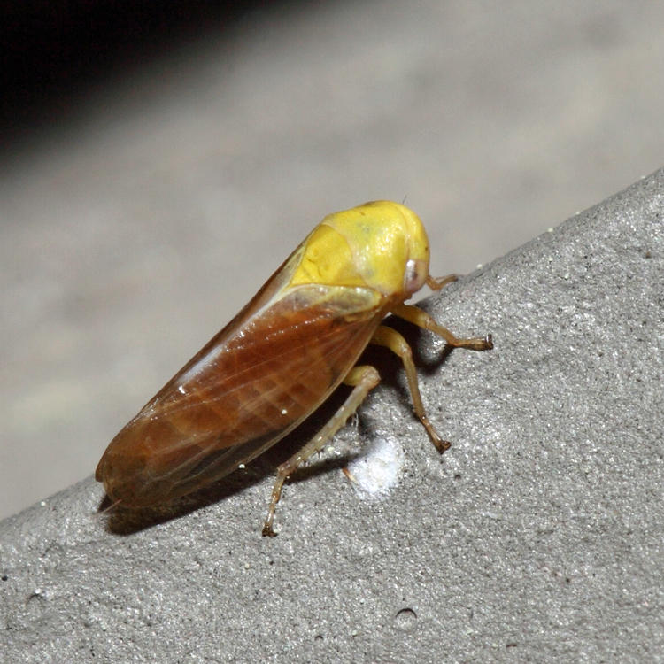 Oncopsis citrella