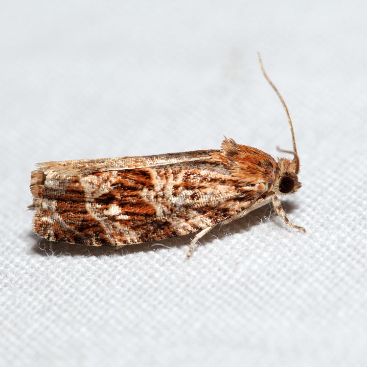 2771 - Macram Moth - Phaecasiophora confixana*