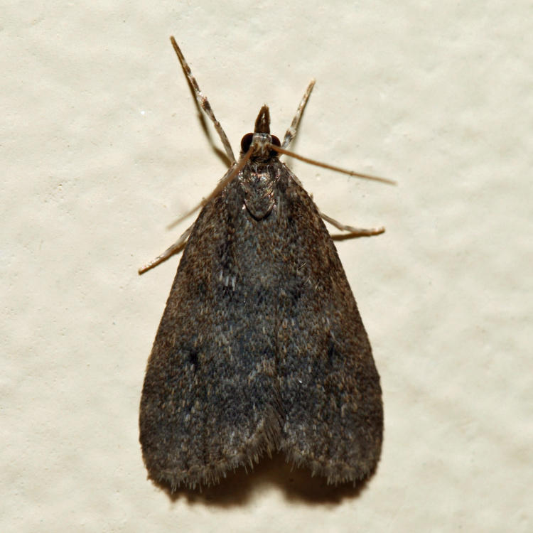 4717 - Dark-brown Scoparia - Scoparia penumbralis *