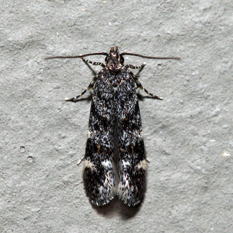 1766 - Glauce pectenalaeella*